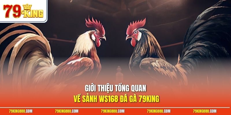 Giới thiệu tổng quan về sảnh WS168 đá gà 79King