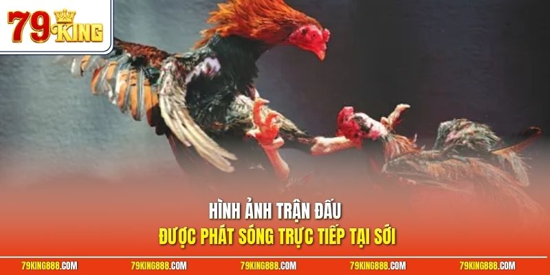 Hình ảnh trận đấu được phát sóng trực tiếp tại sới