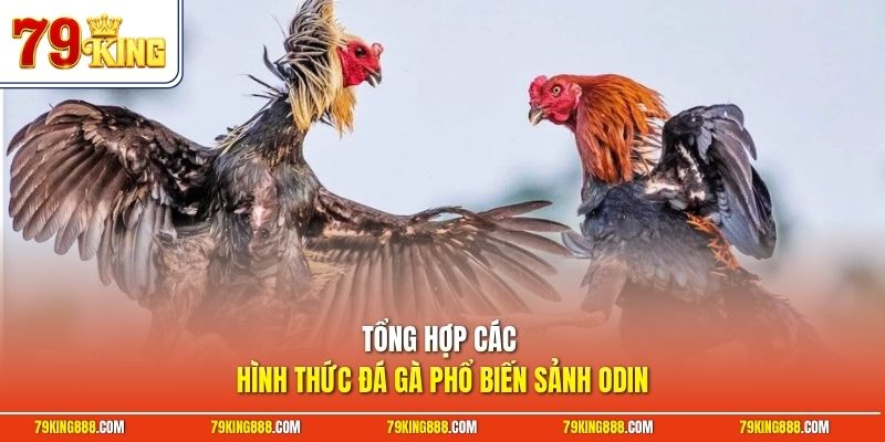 Tổng hợp các hình thức đá gà phổ biến sảnh Odin
